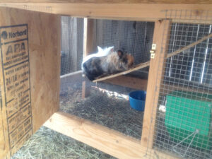 rabbits in best hutch ever