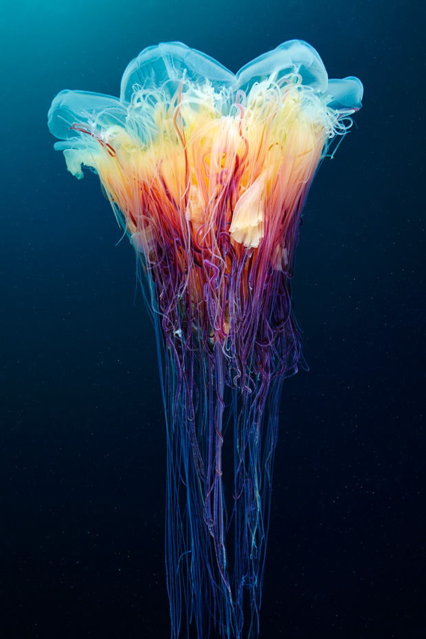 jellyfish3