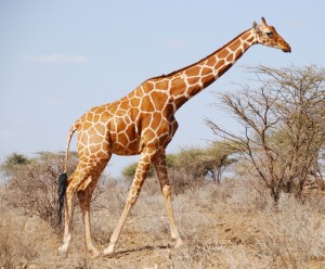 giraffe