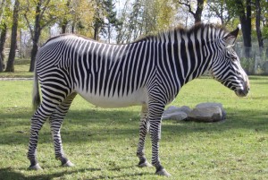 zebra