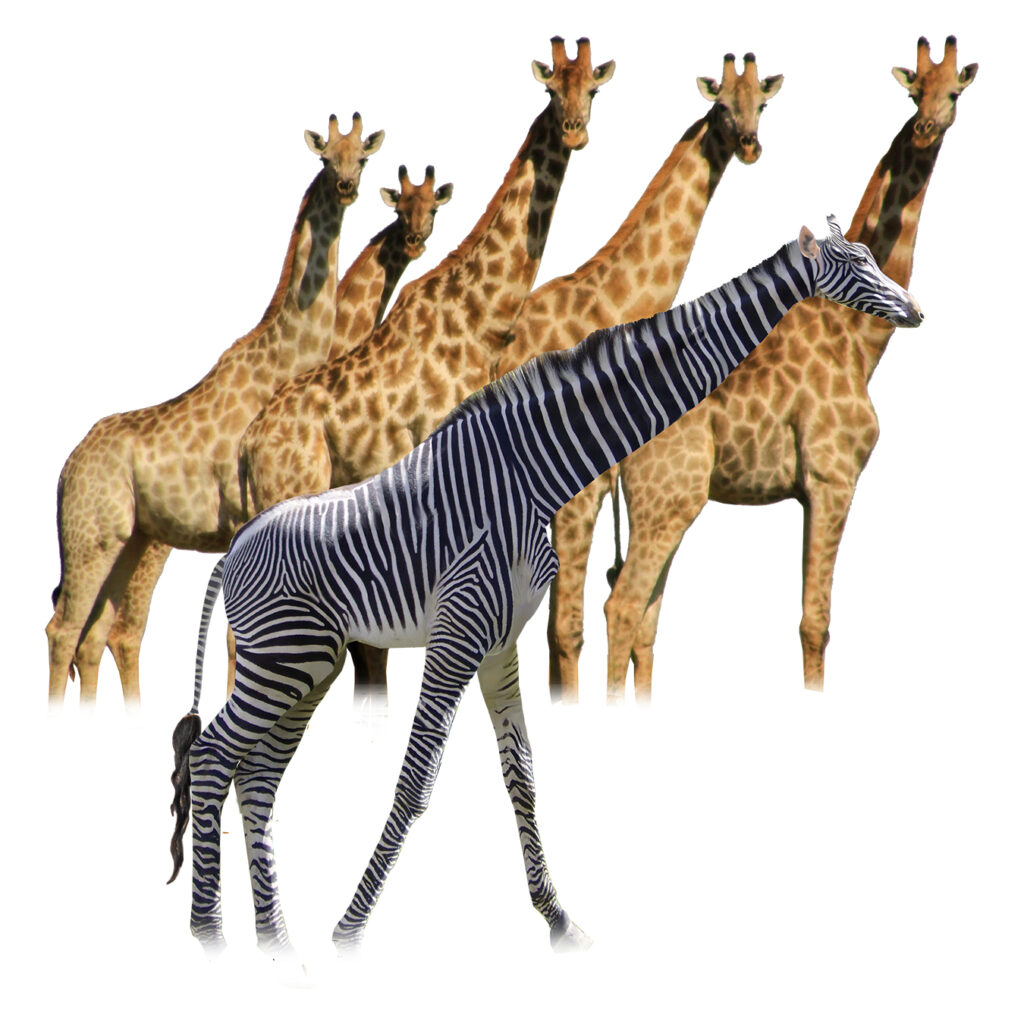 zebra-giraffe-print