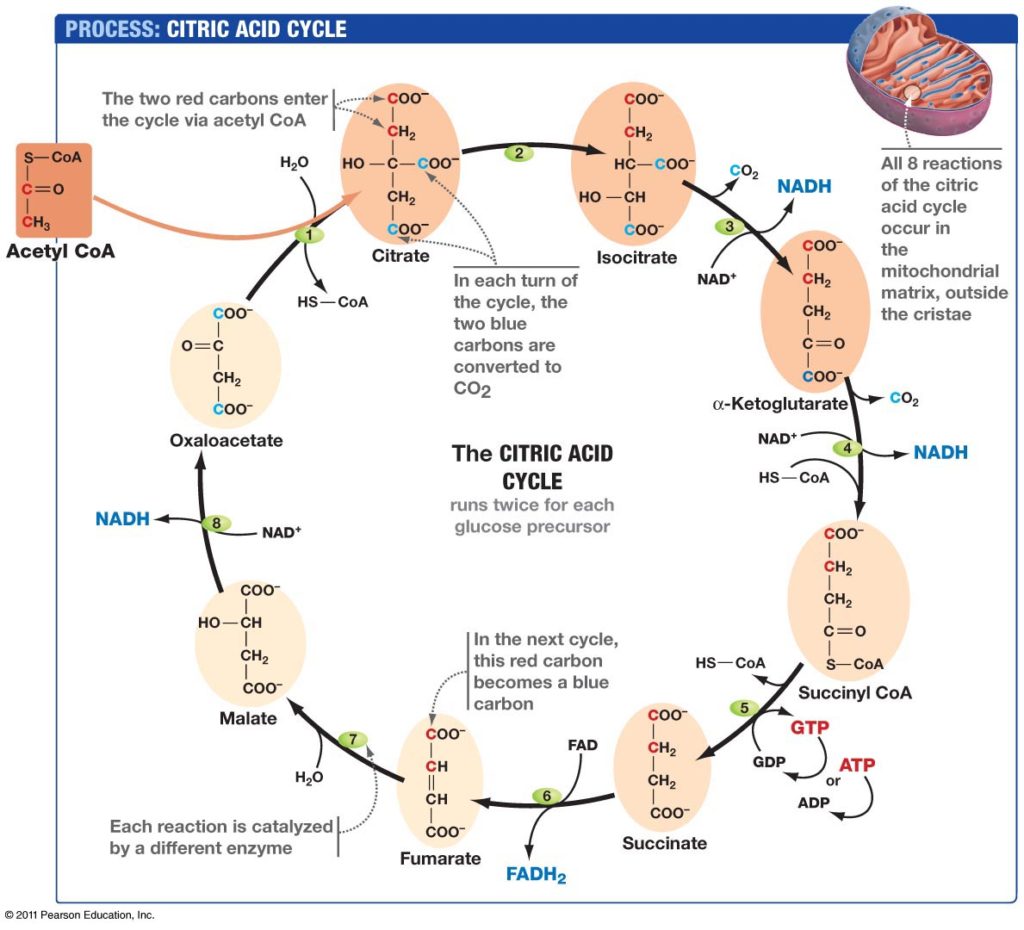 Krebs cycle Taylor Holmes Inc 