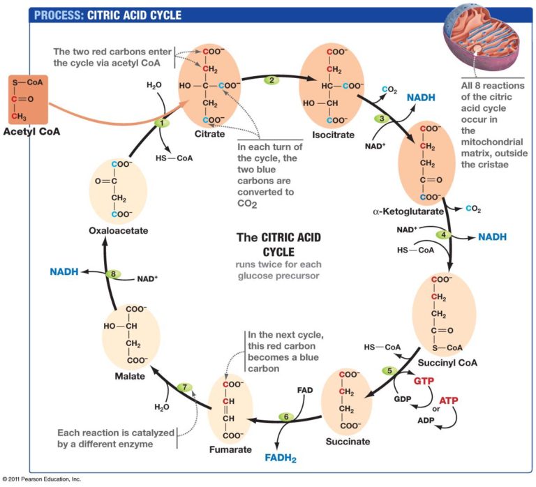 steps-of-the-krebs-cycle